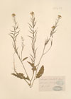 Sinapis orientalis Murr. ; Sinapis schkuhriana Reich. ;