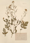 Sinapis alba L. ; Sinapis dissecta Lag.