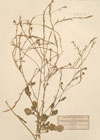 Brassica incana F.Schultz. ; Hirschfeldia adpressa Moench. ; Sinapis incana L.