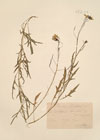 Diplotaxis tenuifolia DC.