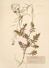Erucastrum pollichii Schimp. & Spenn ; Diplotaxis bracteata Gren. & Godr. ; 