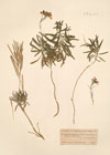 Dichroanthus mutabilis Webb & Berthel.