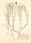 Erysimum linifolium  (Pourr. ex Pers.) J.Gay