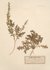 Sisymbrium polyceratium L.