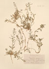 Sisymbrium supinum L. ; Braya supina (L.) W.D.J.Koch.