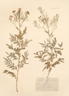 Sisymbrium tanacetifolium L.