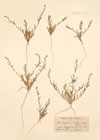 Sisymbrium torulosum Desf.