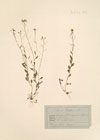 Arabis halleri L.