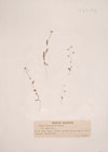 Capsella bursa-pastoris Moench.