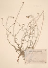 Capsella gracilis Gren.
