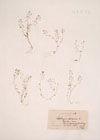 Hutchinsia petreae (L.) R.Br.
