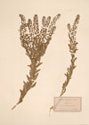 Lepidium heterophyllum Benth.