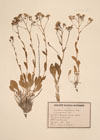 Lepidium crassifolium Waldst. &.Kit..