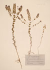 Lepidium perfoliatum L.