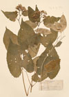 Lunaria rediviva L.