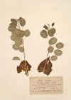 Lunaria biennis Moench
