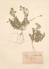 Alyssum rostratum Steven