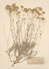Alyssum chrysanthum Boiss.