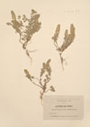 Alyssum calycinum L.