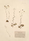 Kernera auriculata (Lam.) Rchb.