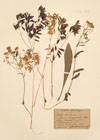 Isatis tinctoria L.