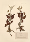 Cistus laurifolius L.