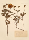 Cistus incanus L.