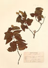 Cistus populifolius L.