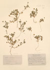 Viola kitaibeliana ; Viola foucaudii Savatier ; Viola nemausensis Jord. ; Viola nana ; Viola tricolor L. var nana