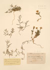 Ionidium enneaspermum (L.) Vent.