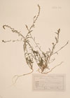 Asterocarpus clusii J.Gay ; Astrocarpus purpurascens