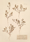 Saponaria orientalis L.