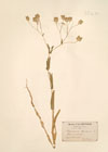 Gypsophila vaccaria L.
