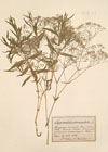 Gypsophila paniculata L.