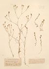 Gypsophila ocellata Sibth. & Sm.