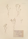 Alsine  tenuifolia (L.) Crantz ; Alsine  laxa Jord.