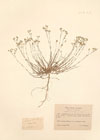 Alsine  setacea (Thuill.) Mert. & W.D.J.Koch ; Arenaria frutescens Kit. ex Schult.