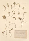 Alsine  cerastiifolia (Ramond ex DC.) Fenzl.