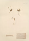 Alsine  lanceolata (All.)  Mert. & W.D.J.Koch.
