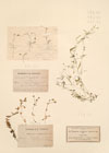 Moehringia diversifolia Dollin