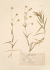 Stellaria holostea L.