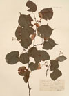 Tilia parvifolia Ehrh. ; Tilia sylvestris Desf.
