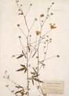 Althaea cannabina L. ; Althaea narbonensis Pourr.