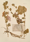 Alcea pallida (Willd.) Waldst. & Kit.