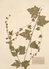 Althaea x taurinensis DC.
