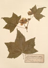 Kitaibelia vitifolia Willd.