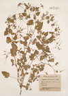 Erodium malacoides Willd. ; Erodium althaeoides Jord.