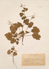 Erodium chium (L.) Willd. ; Erodium littoreum Lman
