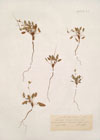 Erodium laciniatum (Cav.) Willd.