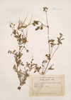 Erodium ciconium Willd. 